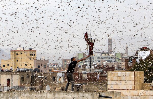 Homem tenta apanhar gafanhotos no Iêmen
 - Sputnik Brasil