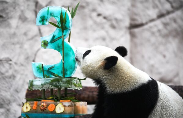 Aniversário do panda Zhui no Zoológico de Moscou
 - Sputnik Brasil