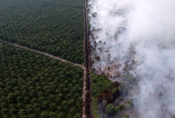 Vista aérea de um incêndio florestal na Indonésia
 - Sputnik Brasil