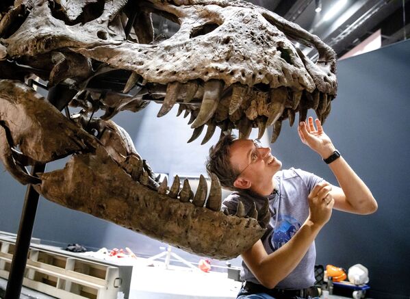 Paleontóloga Anne Schulp durante a reconstituição do esqueleto do tiranossauro no museu Naturalis, na Holanda - Sputnik Brasil