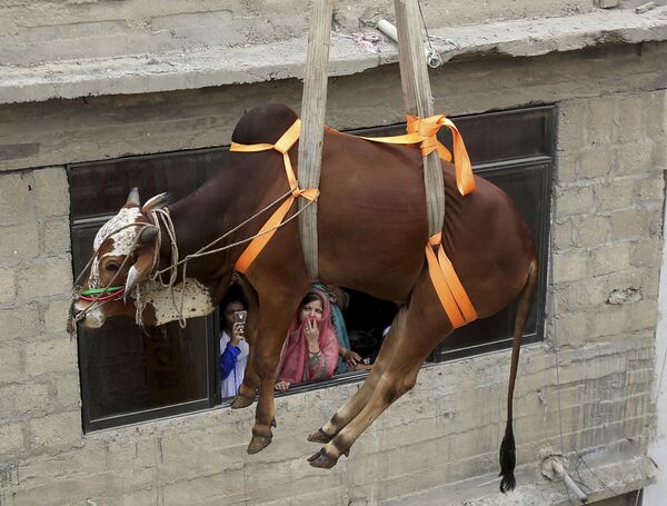 Transporte de touro para venda na véspera da celebração muçulmana Festa do Sacrifício, em Karachi, no Paquistão
 - Sputnik Brasil