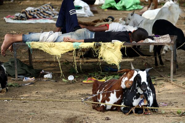 Cabras no mercado de rua aberto na véspera das celebrações muçulmanas da Festa do Sacrifício na cidade de Ajmer, no estado indiano de Rajastão
 - Sputnik Brasil