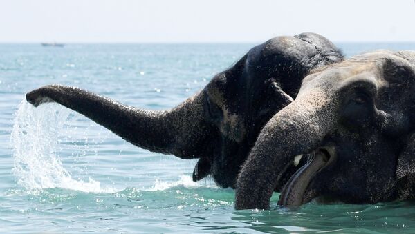 Elefantes (imagem ilustrativa) - Sputnik Brasil