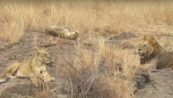 Leopardo finge submissão para escapar de fininho de leões - Sputnik Brasil