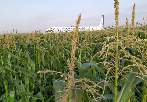 Avião após pouso forçado em uma plantação de milho (imagem referencial) - Sputnik Brasil