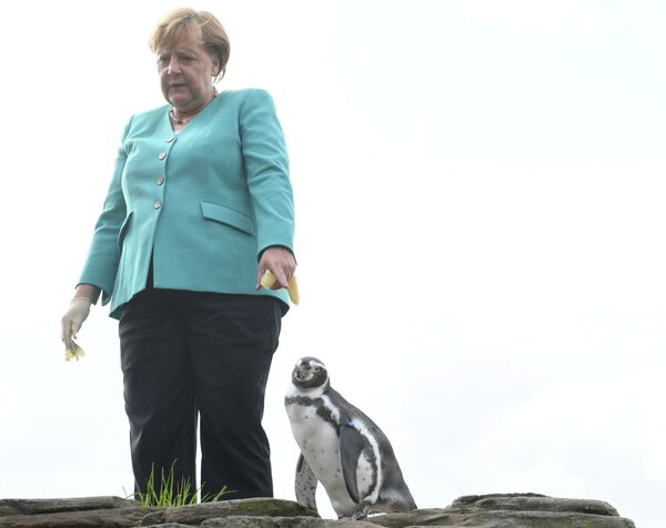 Chanceler da Alemanha Angela Merkel dando de comer a pinguins na cidade de Stralsund, no norte da Alemanha - Sputnik Brasil