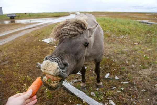 Cavalo selvagem perto de um vilarejo na região de Murmansk, noroeste da Rússia - Sputnik Brasil
