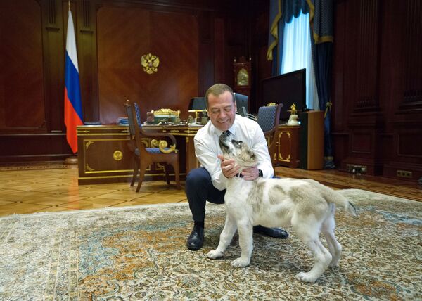 O primeiro-ministro da Rússia Dmitry Medvedev com o Alabai, ou pastor-da-ásia-central, chamado Aik, oferecido pelo presidente da Turquemenistão - Sputnik Brasil