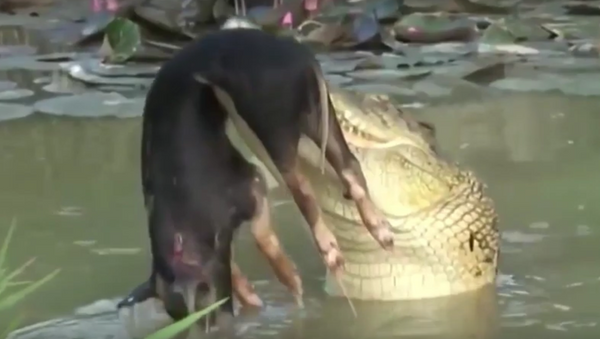 Crocodilos ferozes - Sputnik Brasil
