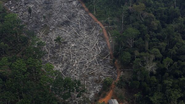 Área desmatada da Floresta Amazônica - Sputnik Brasil