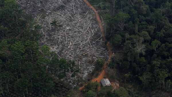 Área desmatada da Amazônia em Porto Velho, Rondônia. - Sputnik Brasil