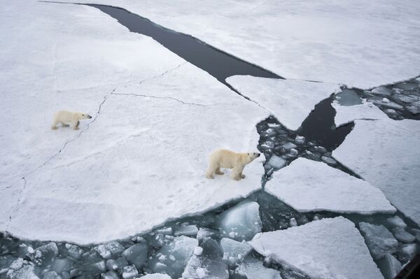 Urso branco com ursinho na área do arquipélago ártico de Franz Josef no Mar de Barents. - Sputnik Brasil