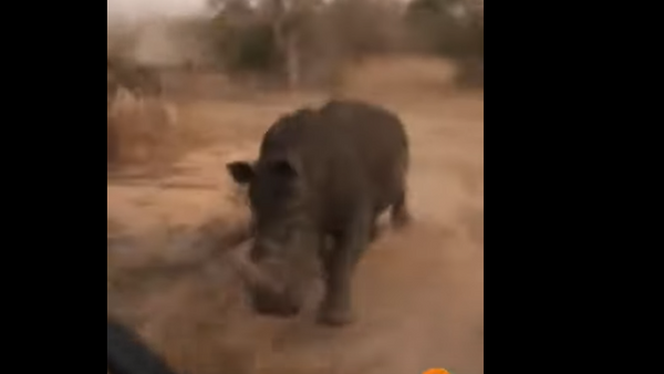 Dia de fúria: rinoceronte persegue turistas em safári sul-africano - Sputnik Brasil