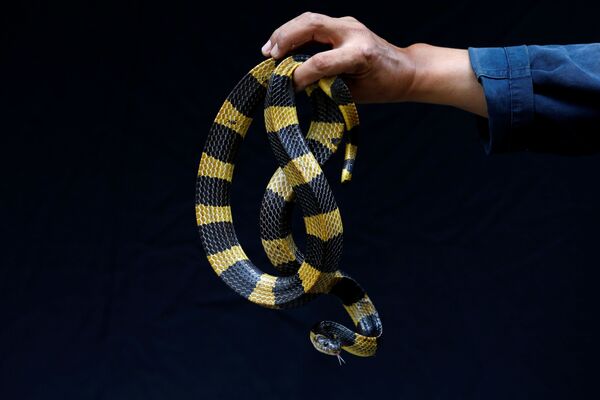 Cobra krait bandado é exibida em quartel tailandês

 - Sputnik Brasil