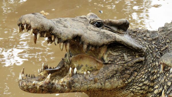 Crocodilo - Sputnik Brasil