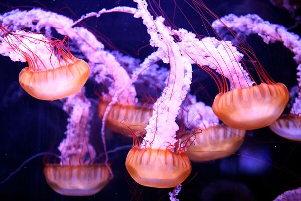 Medusas no aquário de Paris - Sputnik Brasil
