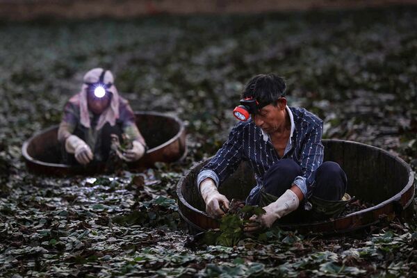Camponeses colhem castanhas de água perto da cidade de Xiaogan, na província de Hubei, na China - Sputnik Brasil