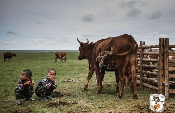 Crianças junto de vacas pastando na Mongólia - Sputnik Brasil