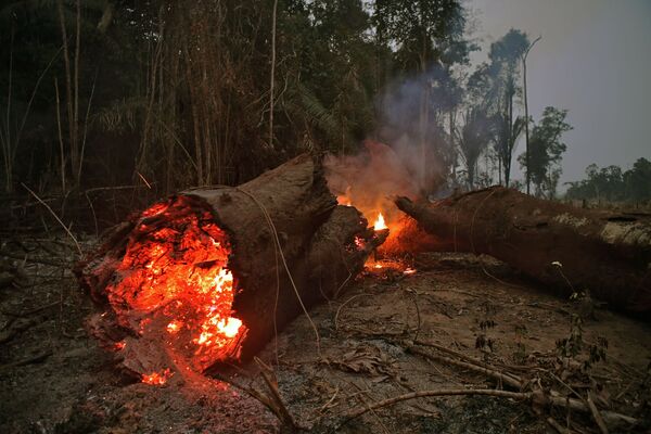 Tronco pega fogo na Floresta Amazônica - Sputnik Brasil