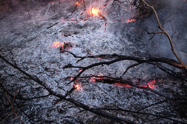 Ramos queimados na maior floresta tropical do mundo - Sputnik Brasil
