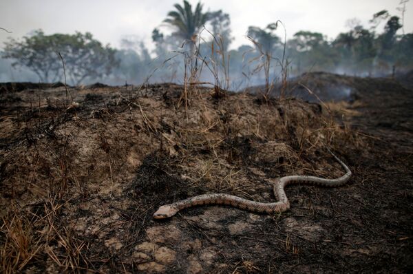Consequências dos incêndios florestais na região amazônica brasileira - Sputnik Brasil