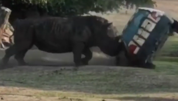 Rinoceronte em fúria - Sputnik Brasil