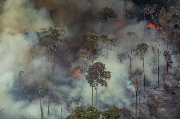 Amazônia: desmatamento sobe pelo 4º mês consecutivo e cresce preocupação com incêndios Amazônia: desmatamento sobe pelo 4º mês consecutivo e cresce preocupação com incêndios - Sputnik Brasil