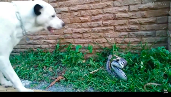 Cara a cara com o perigo: cachorro feroz enfrenta cobra pronta para atacar - Sputnik Brasil