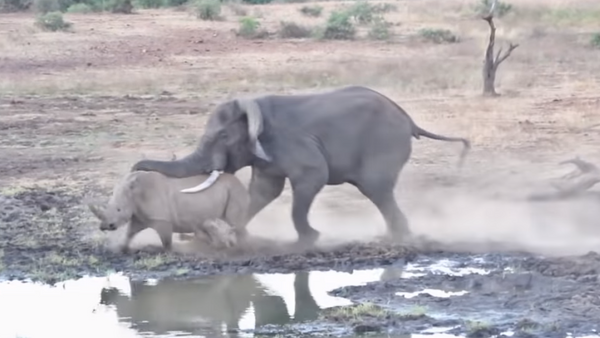 Luta de gigantes: elefante feroz ataca rinoceronte com filhote - Sputnik Brasil