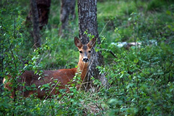 Cervo olha atenciosamente em uma floresta na Suécia - Sputnik Brasil