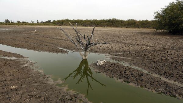 Tronco de árvore dentro do que resta do rio Pilcomayo, na região florestal conhecida como Chaco, no Paraguai, 25 de junho de 2016 - Sputnik Brasil