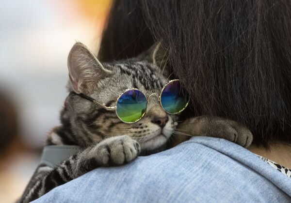 Um gato de óculos no ombro de seu dono durante a feira Pet Expo Championship em Bangcoc, Tailândia - Sputnik Brasil