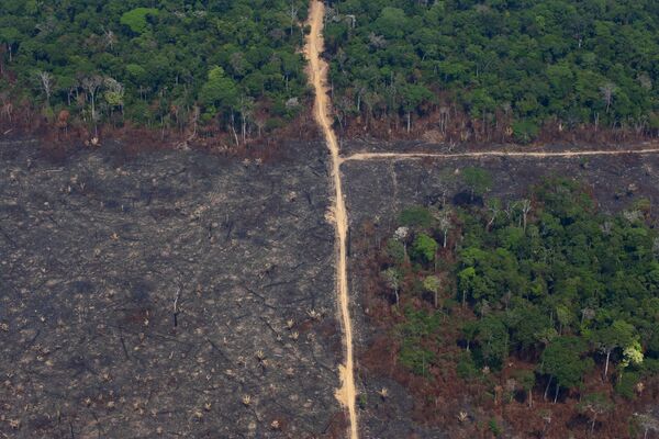 Lote queimado é visto na Floresta Nacional de Jamanxim na Amazônia, no estado do Pará, Brasil, 11 de setembro de 2019 - Sputnik Brasil