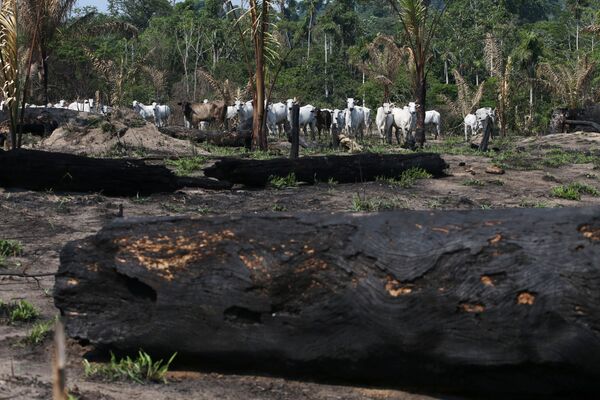 Gado é visto perto de árvores queimadas na Floresta Nacional de Jamanxim na Amazônia, no estado do Pará, Brasil, 10 de setembro de 2019 - Sputnik Brasil