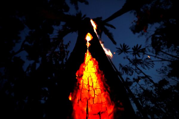 Árvore em chamas é vista durante incêndio em área da Floresta Amazônica em Itapuã do Oeste, no estado de Rondônia, Brasil, 11 de setembro de 2019 - Sputnik Brasil