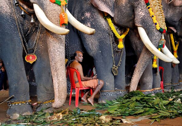 Homem entre elefantes na festa das colheitas Onam, na Índia - Sputnik Brasil
