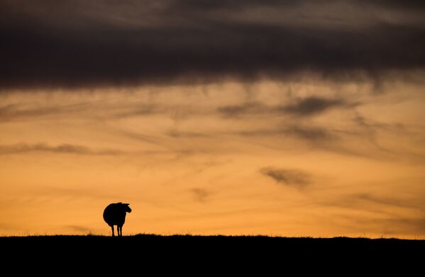 Silhueta de ovelha no pôr do sol em Haseldorf, no norte da Alemanha, em 14 de setembro de 2019 - Sputnik Brasil