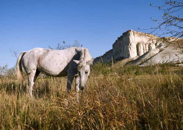 Cavalo pasta perto do monumento natural Rocha Branca, na Crimeia, Rússia - Sputnik Brasil