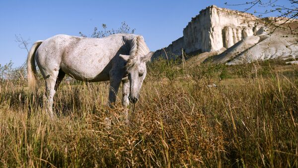 Cavalo pasta perto do monumento natural Rocha Branca, na Crimeia, Rússia - Sputnik Brasil