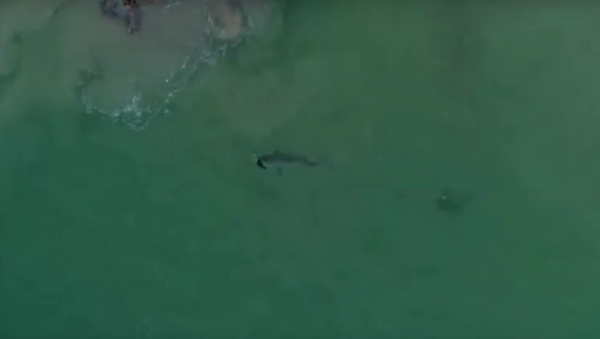 Tubarão devora foca - Sputnik Brasil