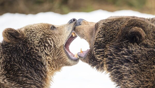 Ursos pardos em combate  - Sputnik Brasil