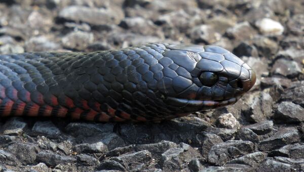 Serpente negra de barriga vermelha - Sputnik Brasil
