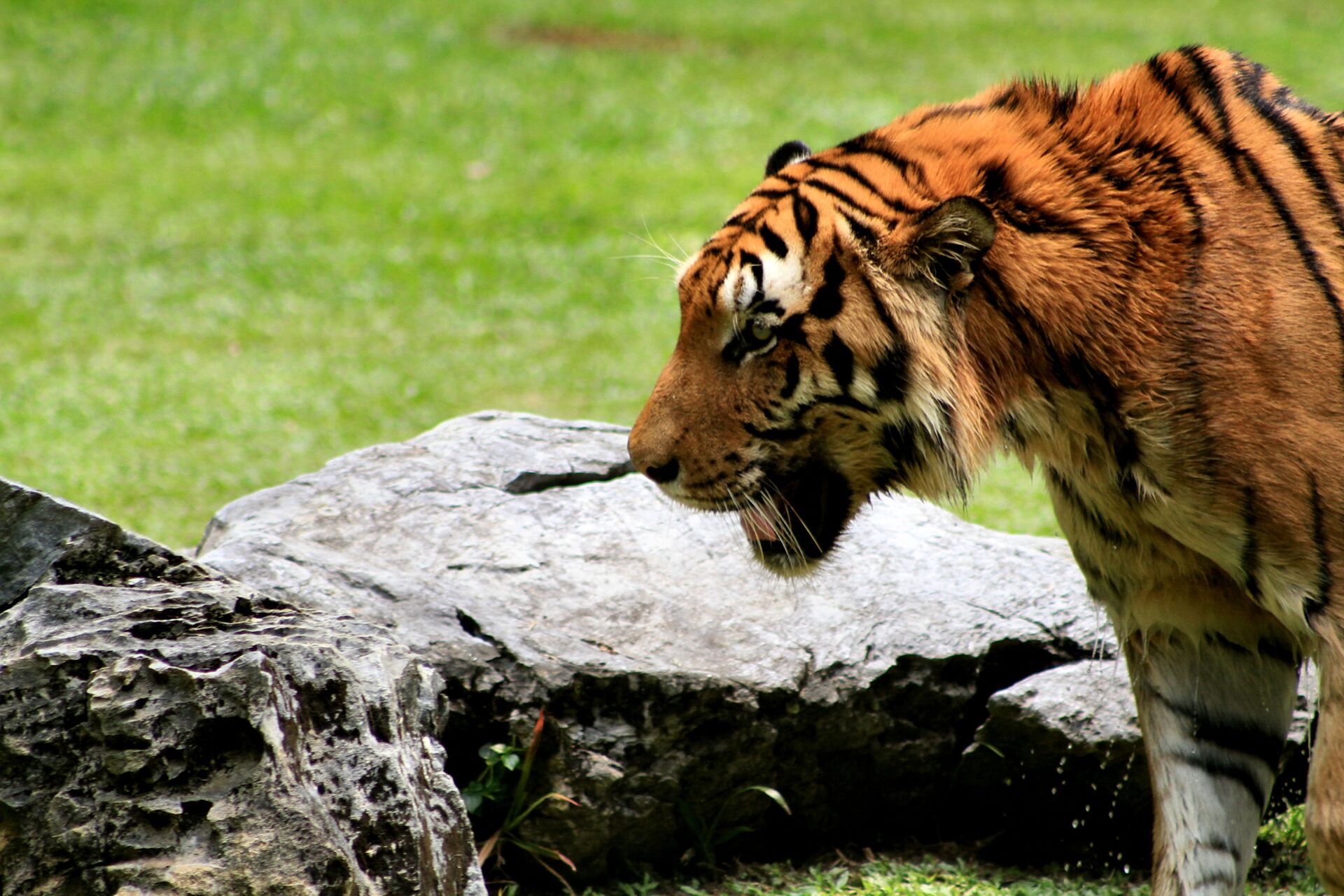 Tigre em parque na Malásia - Sputnik Brasil, 1920, 12.01.2022