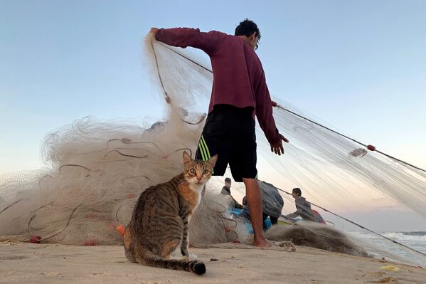 Gato olha um pescador palestino puxando sua rede em uma praia no norte da Faixa de Gaza, em 23 de setembro de 2019 - Sputnik Brasil