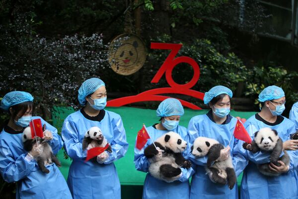 Cuidadores de animais chineses seguram filhotes de panda durante evento de celebração dos 70 Anos da República Popular da China em Chengdu, China - Sputnik Brasil