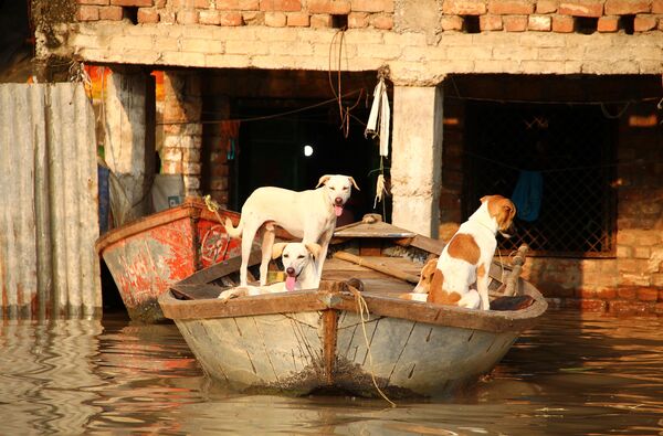 Cachorros acham proteção em um barco durante enchente dos rios indianos Ganges e Yamuna em Allahabad - Sputnik Brasil