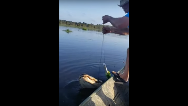 Pescador pega jacaré - Sputnik Brasil