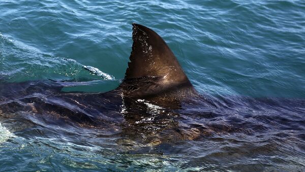 Tubarão Branco nada nas águas de Gansbaai, na África do Sul (foto de arquivo) - Sputnik Brasil