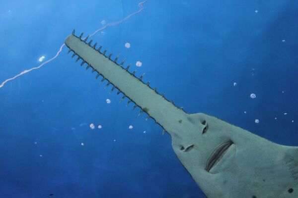Um peixe leitão-malhado, também conhecido como tubarão-gato-de-boca-negra - Sputnik Brasil