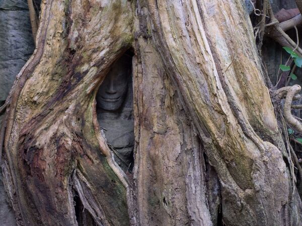 Estátua sorridente dentro do buraco de uma árvore no templo budista de Ta Prohm, no Camboja (imagem referencial) - Sputnik Brasil